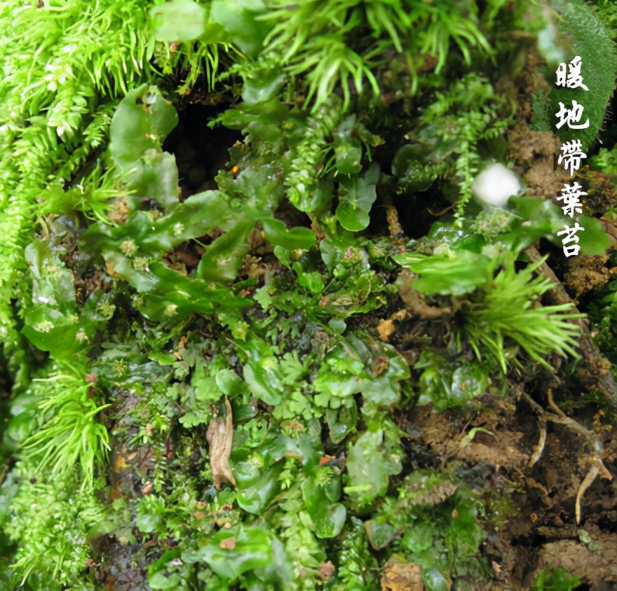 苔藓植物图片（小编带你盘点四十种苔藓植物）