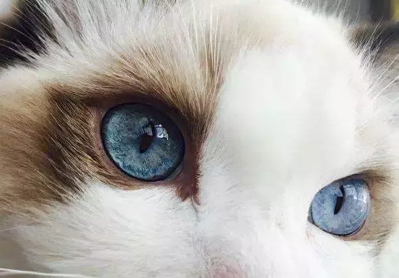 梦到猫,应该如何解梦?
