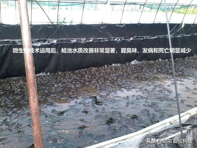 å…»è›™ç—…å¤šè‡-å‘3çŽˉä¿é—®é￠˜è¿™æ ·åšè½»æ˜“å°±è§￡å†3äo†ï¼Œä¸éœ€å¤§è®¾æ–½æŠ•å…￥æˆæœ¬ä½Ž