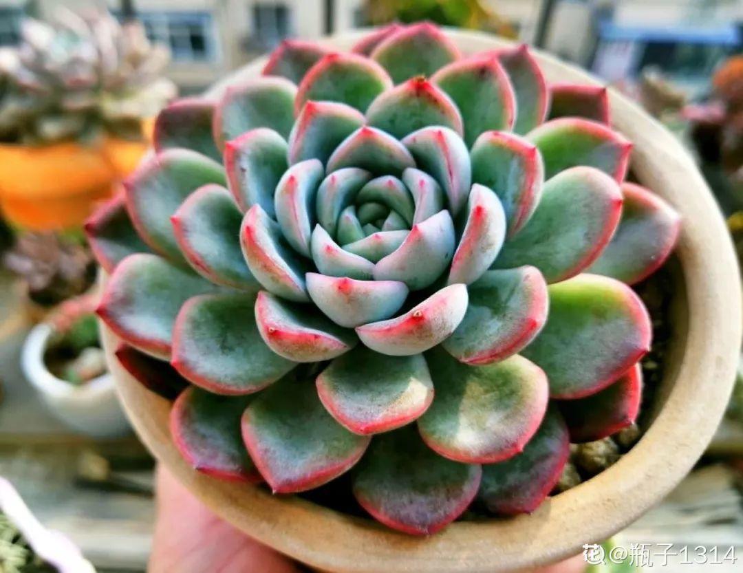 这12种花快施肥，根壮叶绿，还能提早开花