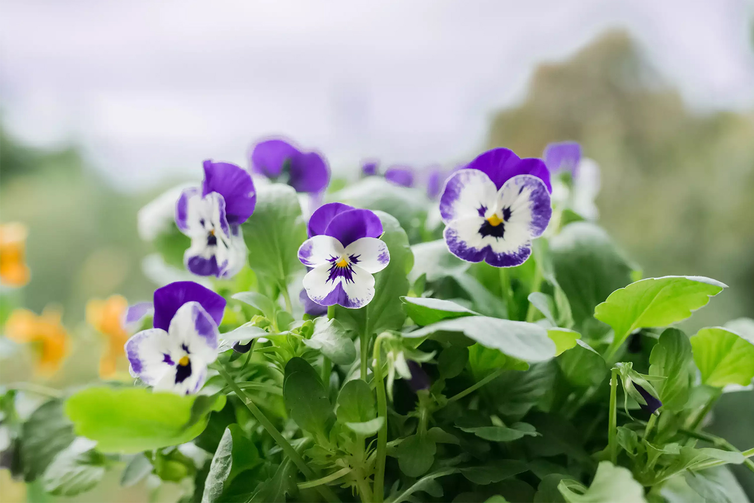25种在秋天里盛开的花朵，颜值高、花量大，不少还很耐寒