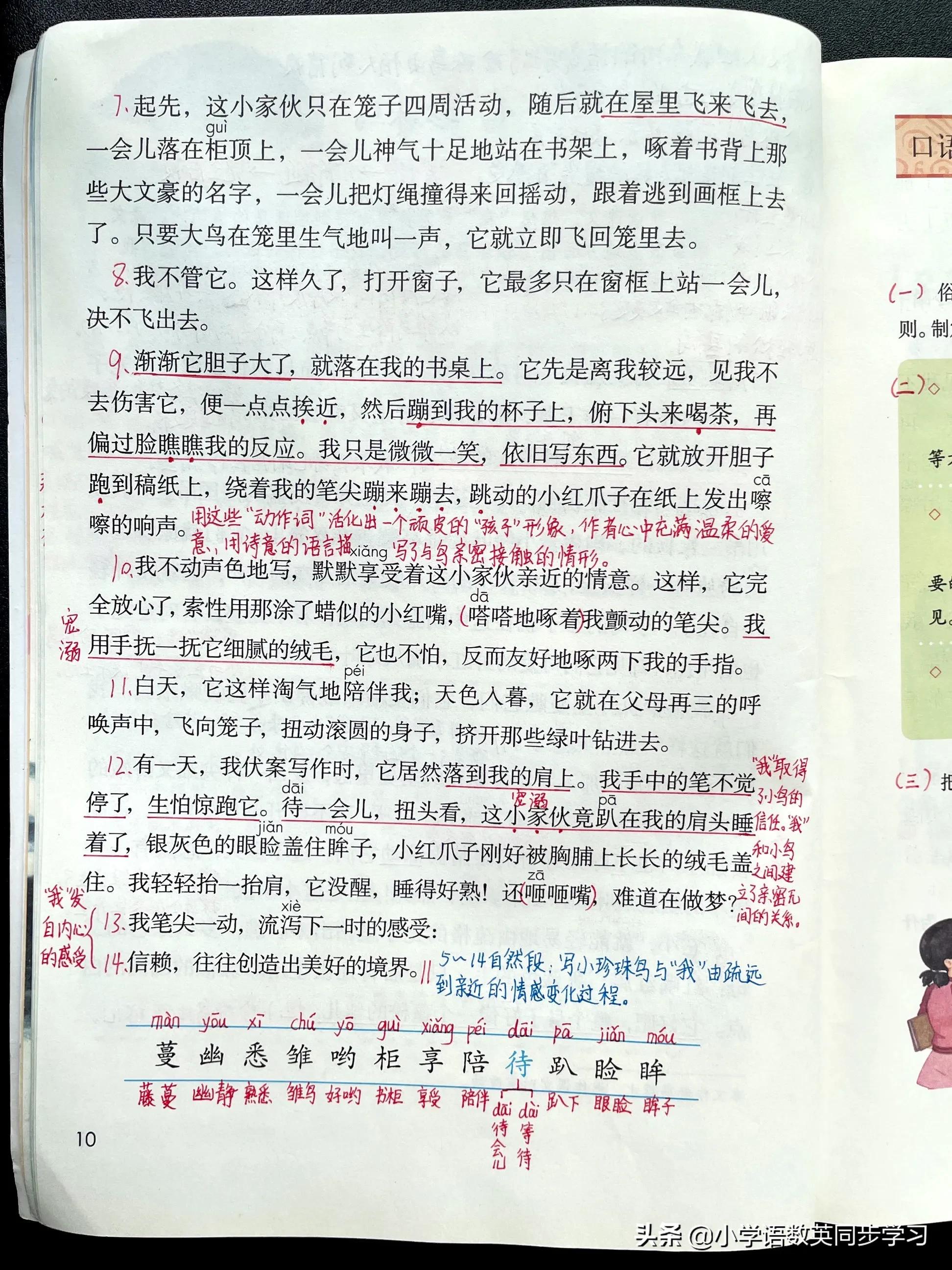 小学语文五年级上册第四课《珍珠鸟》超详细课文笔记、预习复习