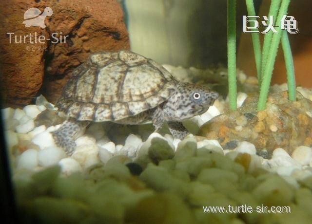 乌龟的肢体语言-龟谷鳖老来讲述