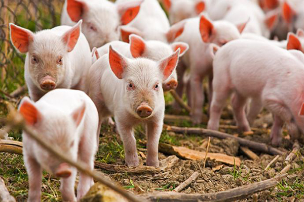 85年商县一起失踪案牵出陕西特大杀人案，夫妇两人3年谋杀48人