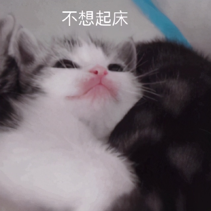 猫咪表情包合集｜在？出来玩