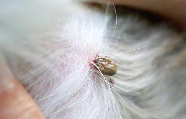 狗狗呕吐不要慌，6种情况与处理