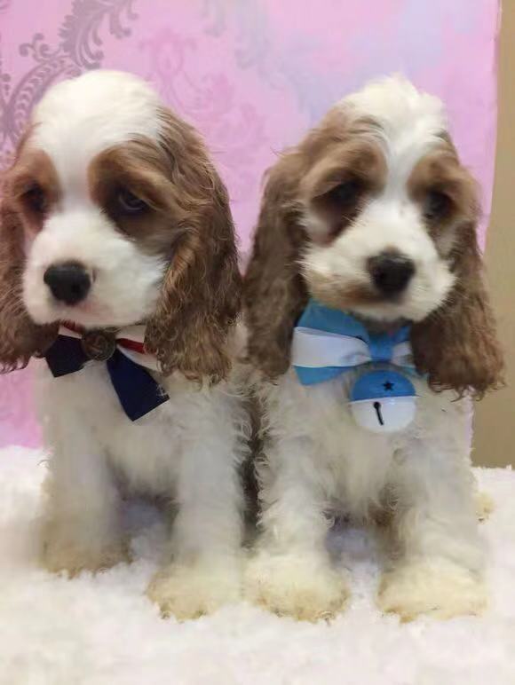 世界犬种智商排名榜前 30 名的聪明狗狗