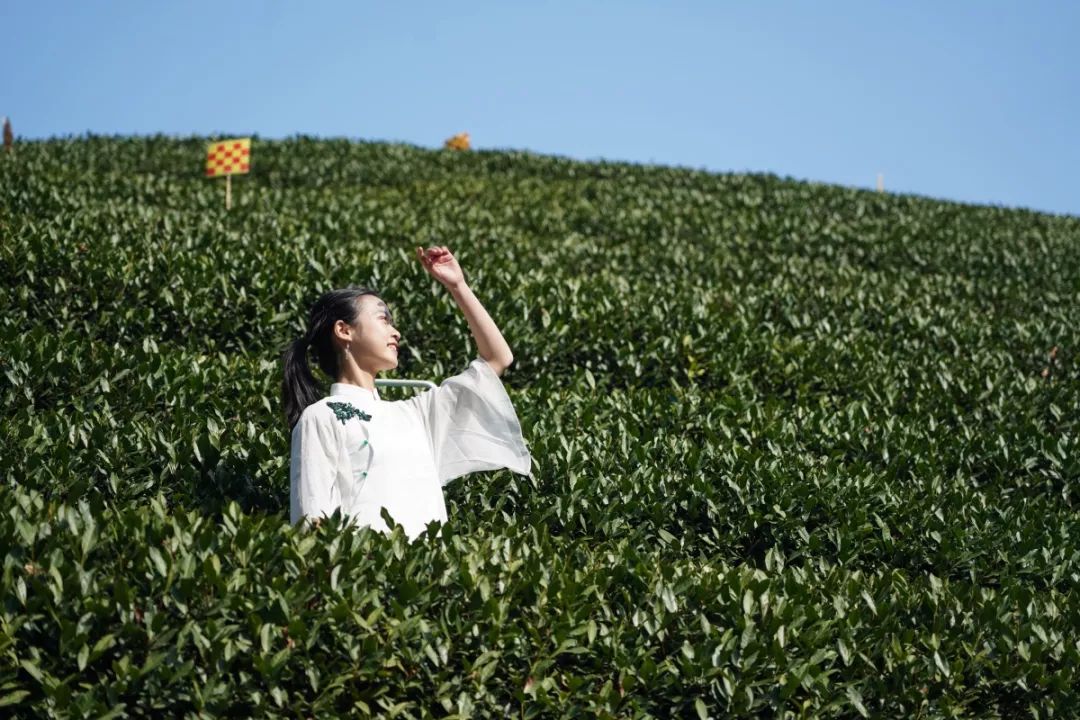 2020年中华茶奥会形象代言人是位浙大姑娘：一位漂亮的实力派！