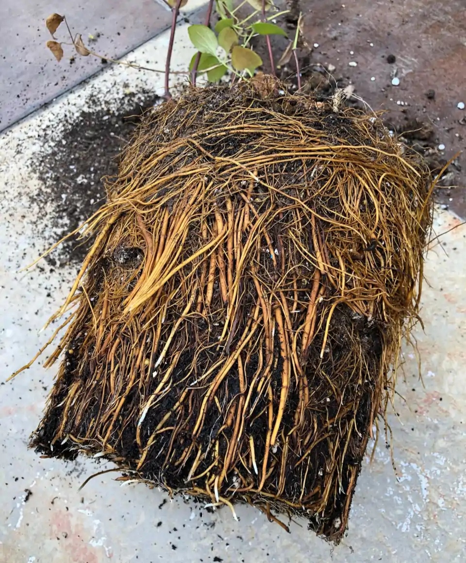 高花盆适合养什么植物(这"9种花"要用大盆种,根系发达爱"吃土",盆大