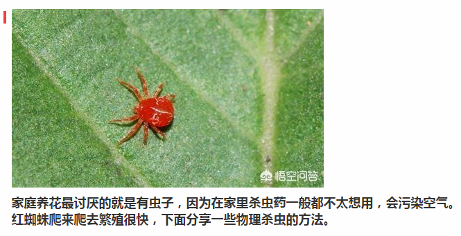 家庭养花中农药的使用？你有没有注意思考过这些问题？值得深思！