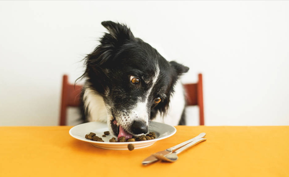 最聪明的边牧犬，你了解它们吗？