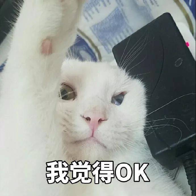 猫咪表情包OK系列：我觉得OK