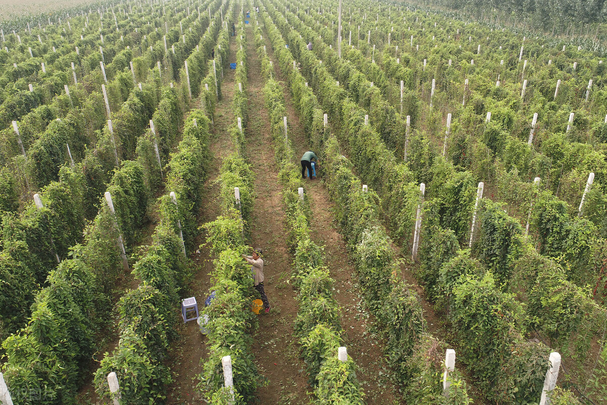 人工种植五味子效益怎么样?如何加工五味子酒?有些人偷着乐