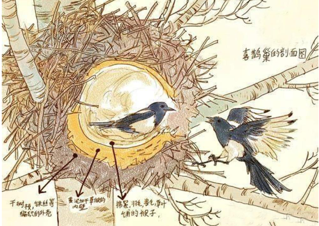 喜鹊窝为什么能避风雪？外部粗糙简陋，内部却“别有洞天”