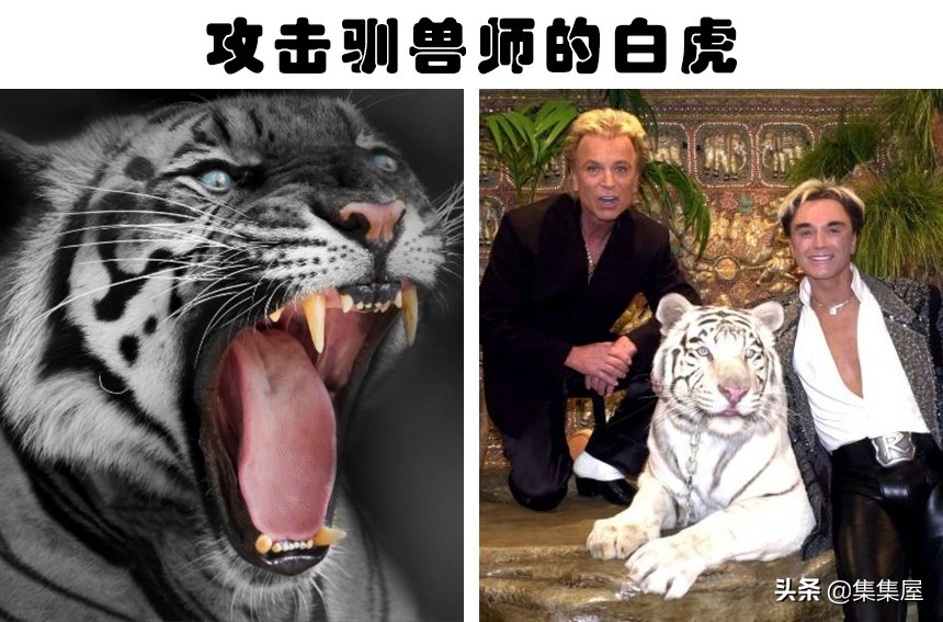 Montecore：人类驯化动物历史中的品牌演变与文化传承