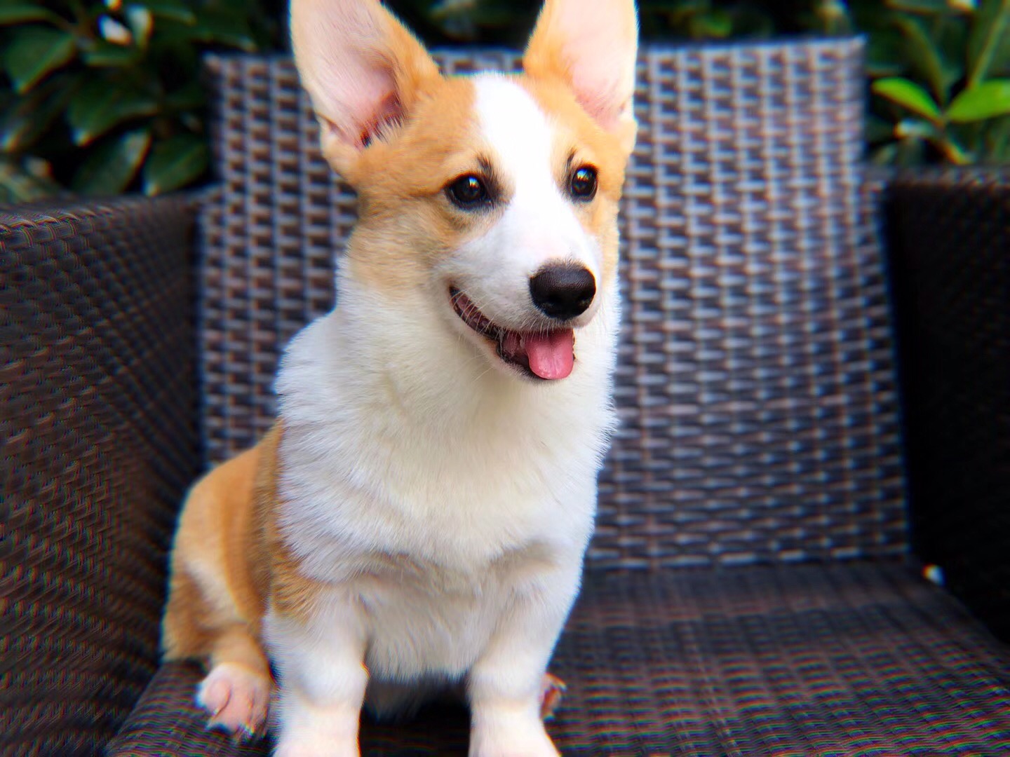 区别"纯种柯基和串串柯基",看这6个细节就知道了