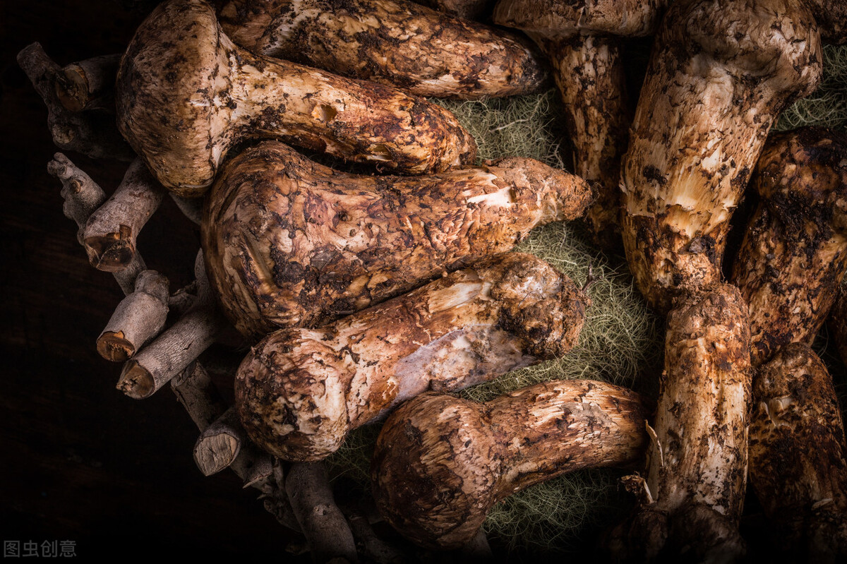 5万日元的松茸,云南有很多,生长在哪些地方