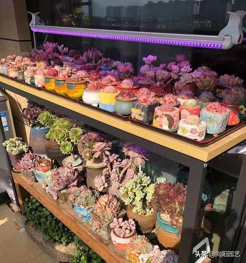 植物补光灯有效果吗（补光灯使用攻略正确应用更健康）
