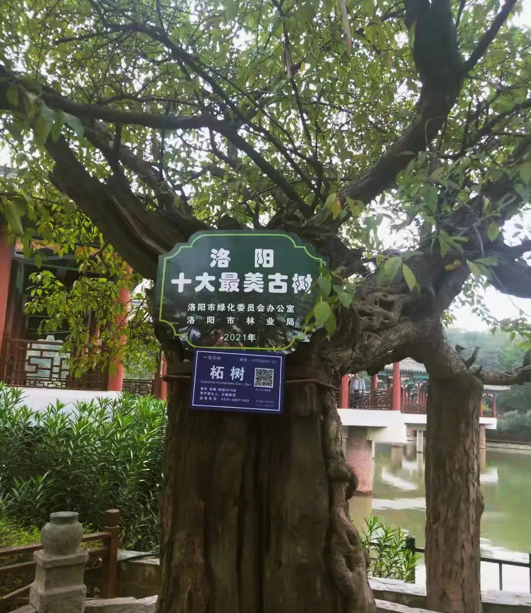 2800年后获殊荣 杜康“空桑酒树”荣获“洛阳十大最美古树”