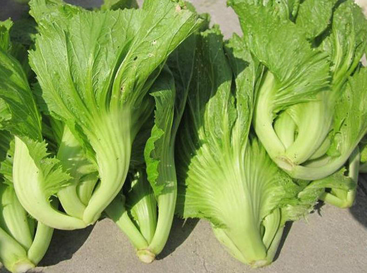 麦菜是什么菜（广东粤西最好吃的蔬菜不容错过）