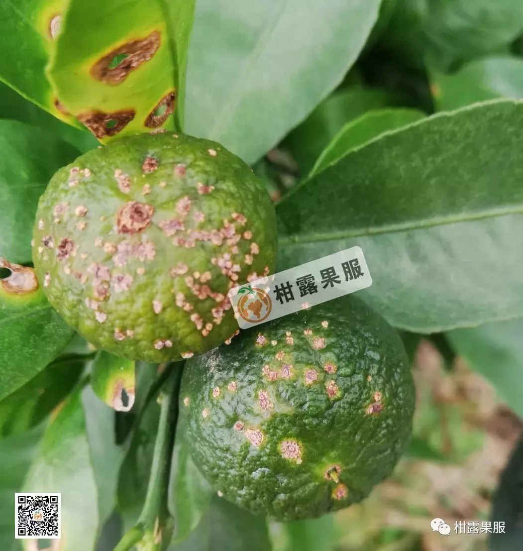 柑橘常见病害及防治方法「附症状高清图片」
