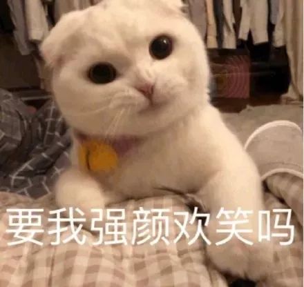 猫咪表情包｜哦，关我屁事