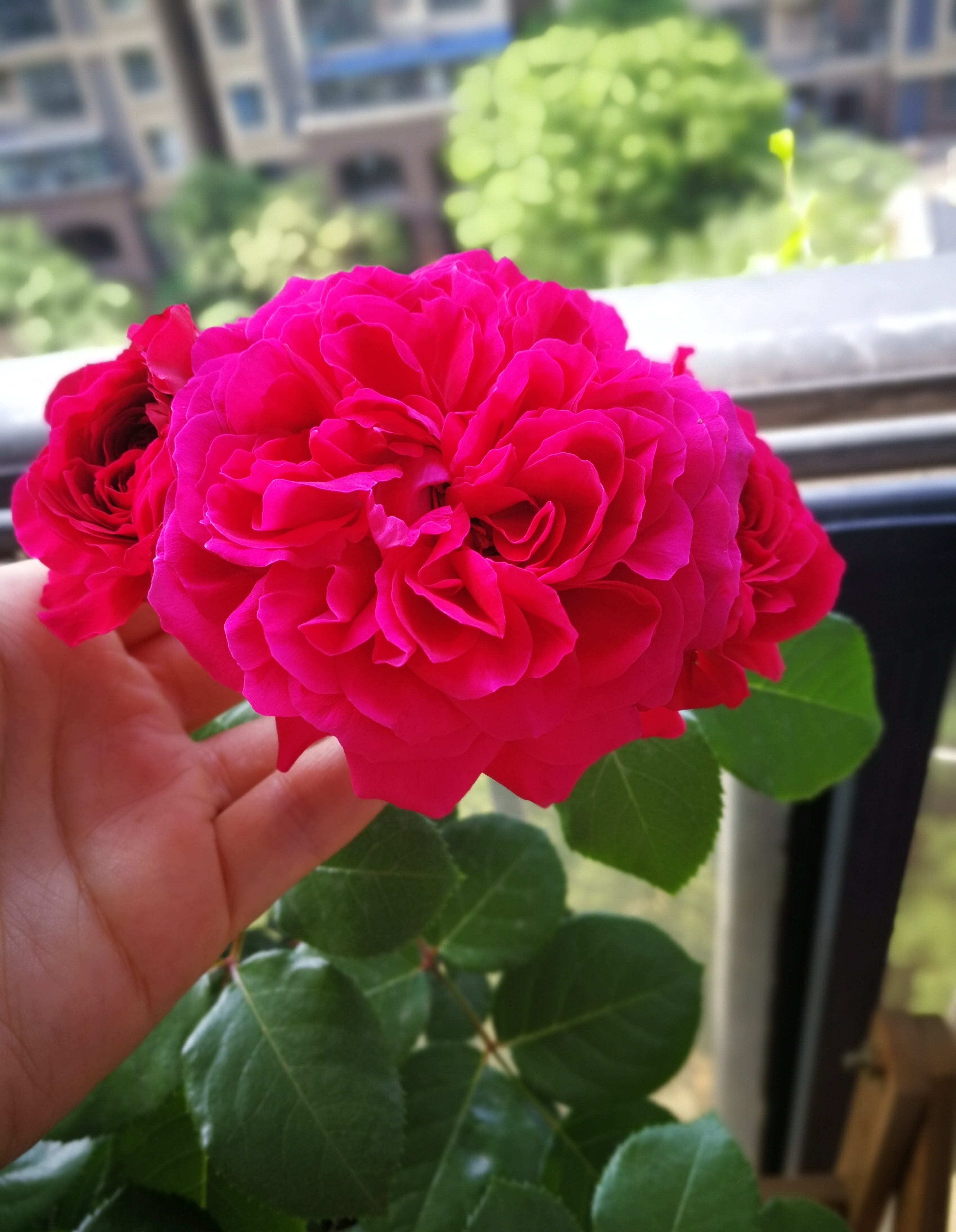 红色达芬奇—阳台也能养的月季，喜庆大红色，丰花勤花，值得拥有