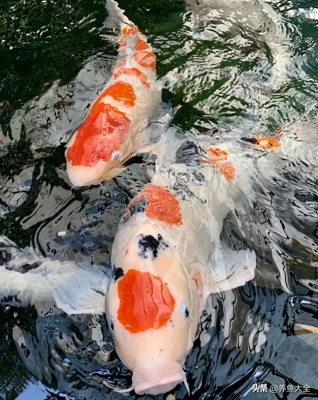 锦鲤烂鳍烂尾充血溃烂治疗办法