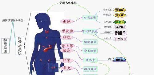 多按摩就能纠正肌肉腿？辟谣：吴昕粗腿变长腿，全靠2个负重法