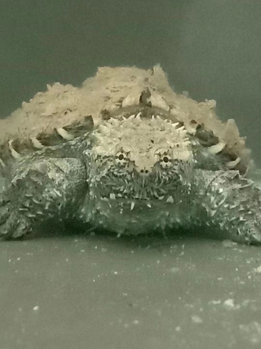鳄龟需要晒太阳吗（了解鳄龟饲养常识及方法）