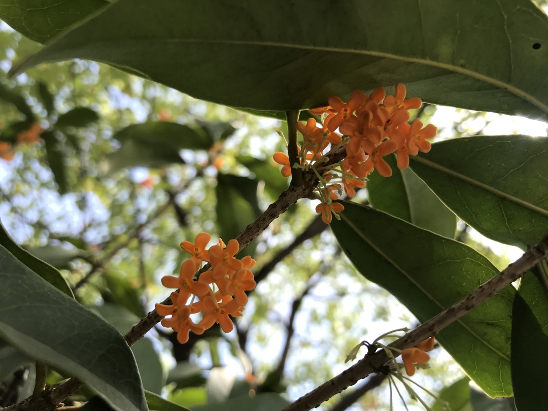 丹桂、金桂、银桂、四季桂，哪个最香？你闻的桂花是什么桂花？