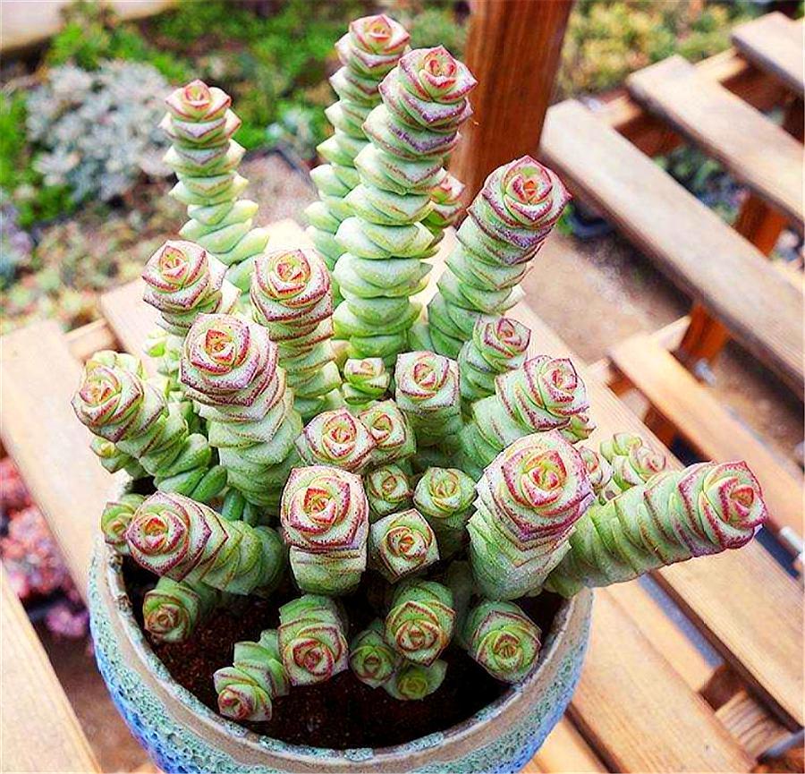 第1个:选择没有病虫害的健壮枝条,用潮土上盆钱串子的扦插,第1步我们