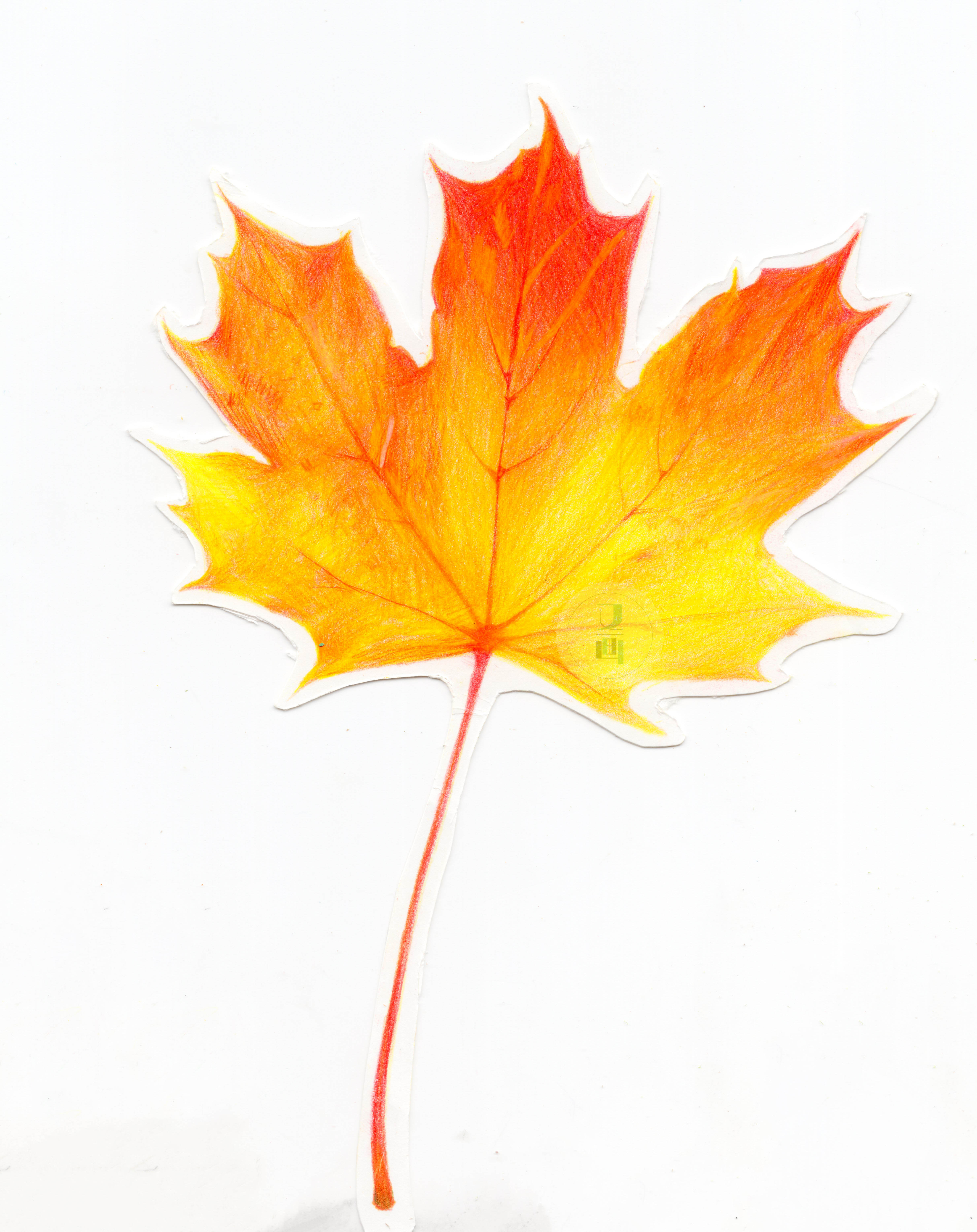 彩铅绘画零基础教程 | 枫叶书签