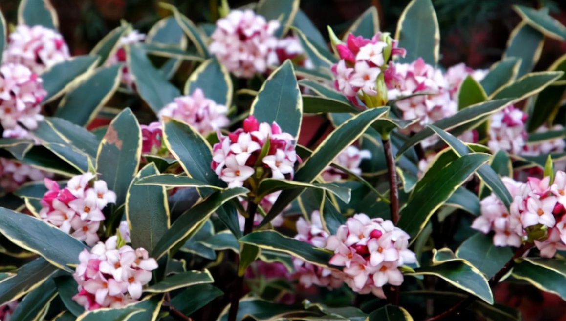 黑色金边瑞香怎么养不容易死科普