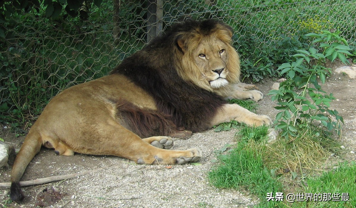 西非狮西非狮图片
