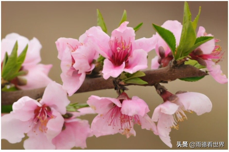 桃花和樱花的区别(春天盛放的桃花和樱花，蛮好看的，如何区分？这有小妙招分享了)