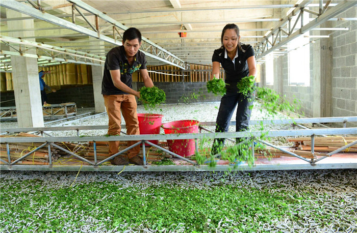 广西德保：一片叶子带出一条致富路