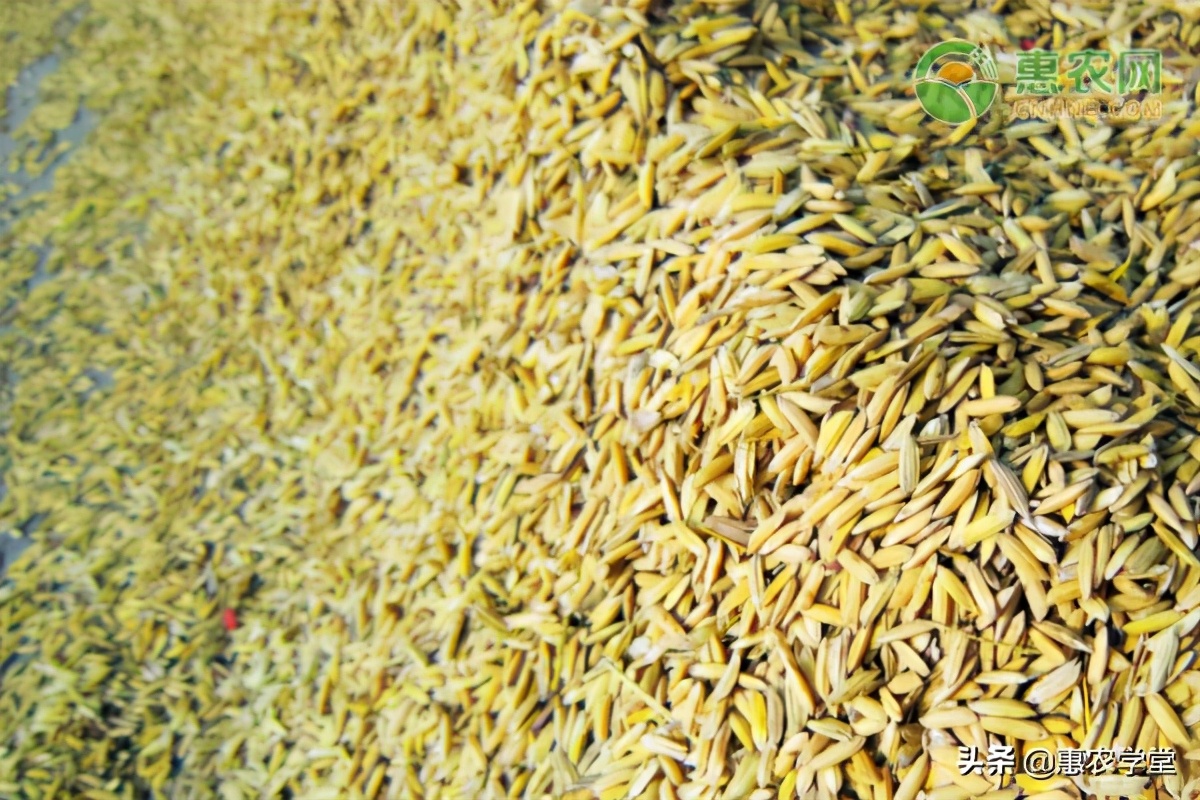 今日水稻价格多少钱一斤？春节前水稻行情会有大波动吗？