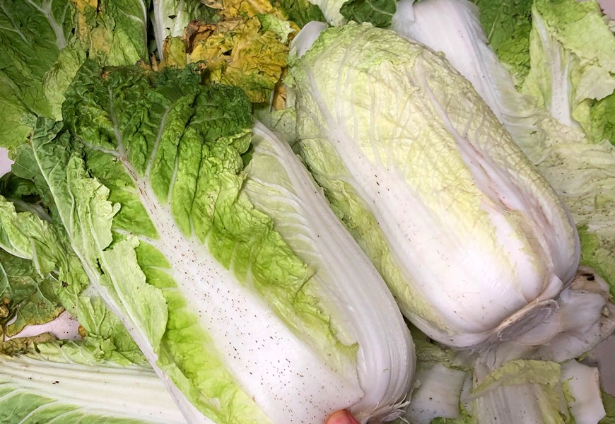 大白菜上的"小黑点"到底是什么？能不能吃？看完你就明白了
