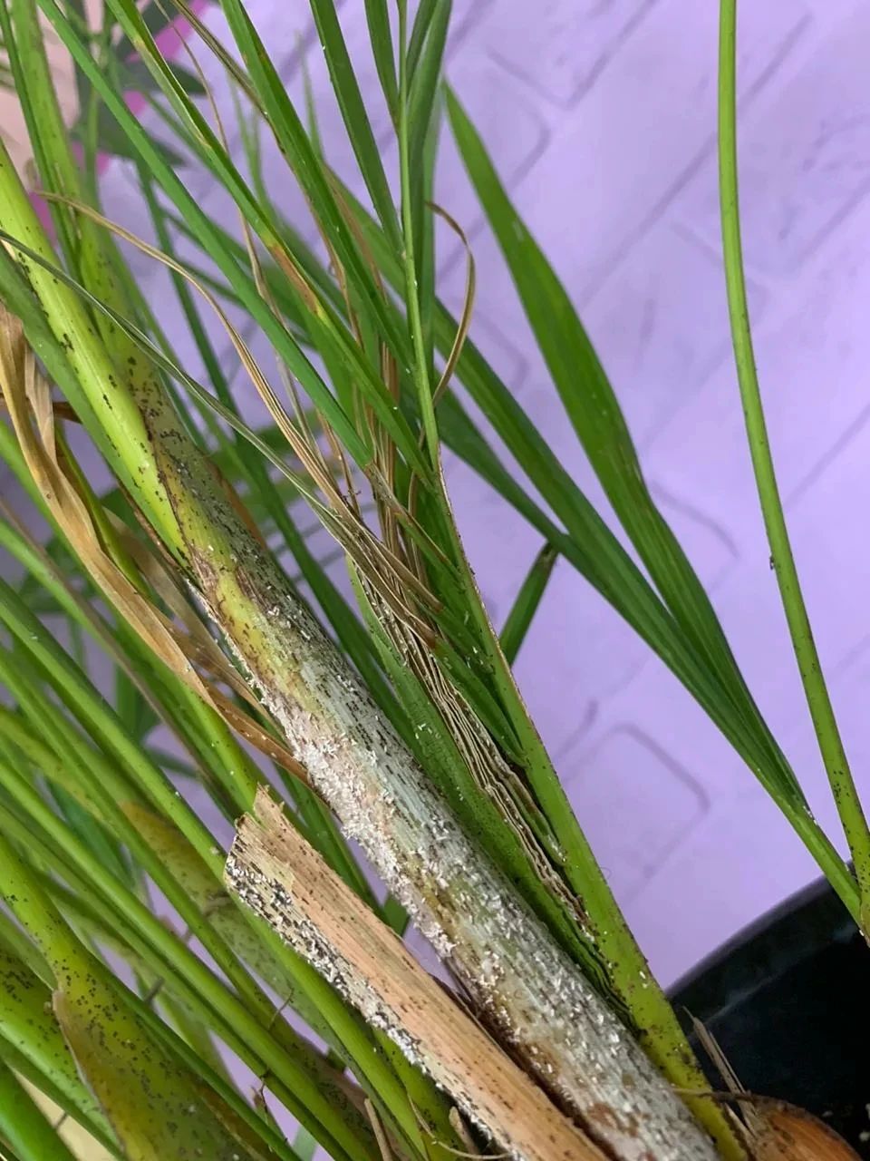 上面是蚧壳虫养护散尾葵要学会正确防治各种害虫,要避免空气干燥,否则