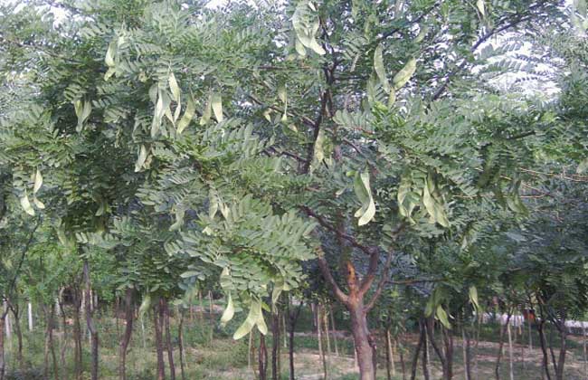 皂荚树，别名皂角，生长于林中或谷地、路旁，荚果带状