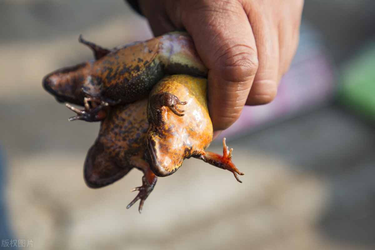 中国林蛙流入市场，野生蛙被滥捕，注定走上“不归路”？