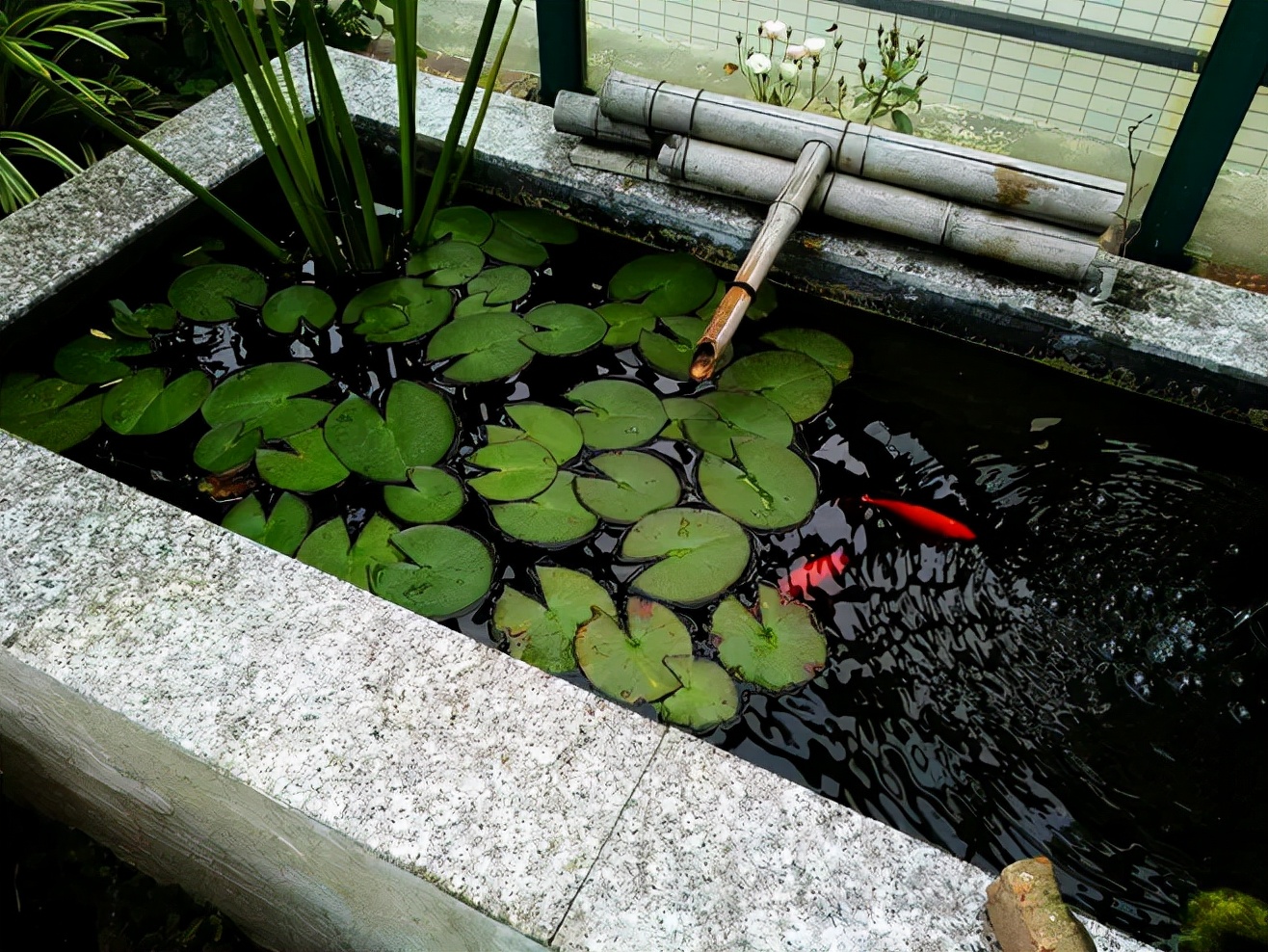 鱼池里的中国红，这样的庭院是不是爱了