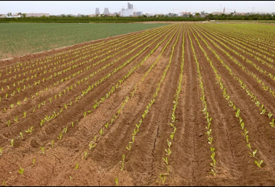 妙算平方米换亩数_加半除三法