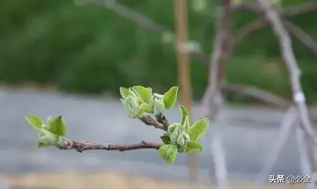 干货!果树芽接、枝接的嫁接时期