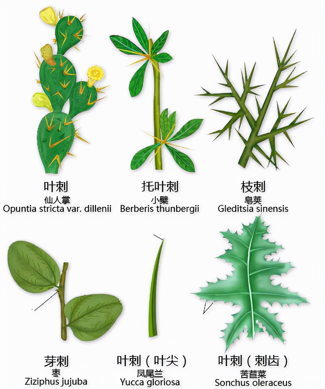 花的基本结构简图（教科书般的植物形态图解）