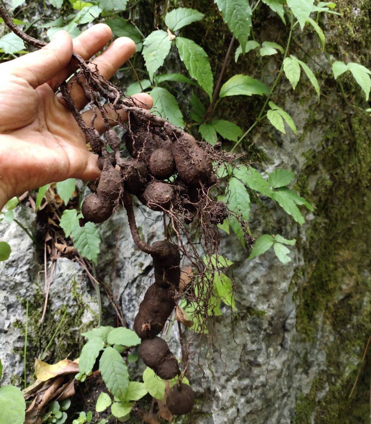金线吊葫芦多少钱一斤(农村这种植物)