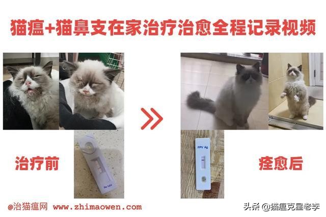 猫肠胃炎和猫瘟的区别