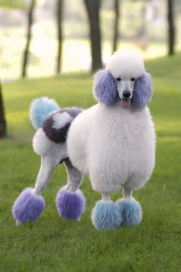 世界犬种智商排名榜前 30 名的聪明狗狗