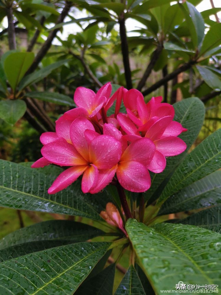 诗情花意：初秋雨晴花意浓